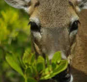Deer Run Bed & Breakfast hotel detail image 3