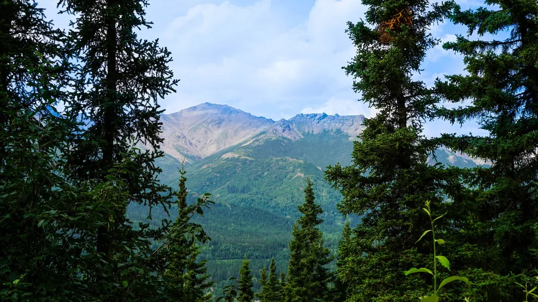 Denali Crow's Nest Cabins hotel detail image 6