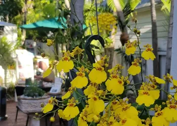 Artist House Key West hotel thumbnail 7