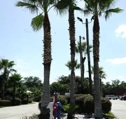 Savannah Inn and Suites hotel detail image 4