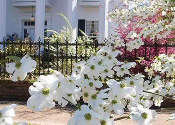 Shadowlawn Bed & Breakfast hotel thumbnail 5