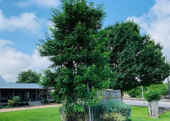 Gruene Homestead Inn hotel thumbnail 6