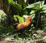 Hawaiian Sanctuary hotel detail image 3