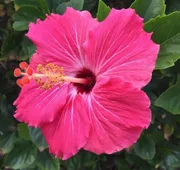Flamingo Inn hotel detail image 4