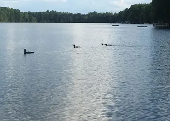 Dixon Lake Resort hotel thumbnail 7