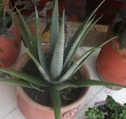 Hotel Canek hotel detail image 7