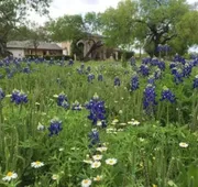 Live Oaks Bed and Breakfast hotel detail image 7