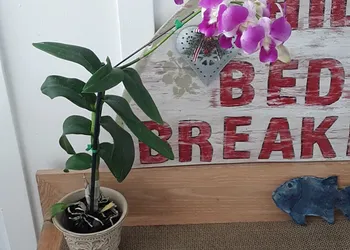 Hilo Bay Oceanfront B&B hotel thumbnail 3