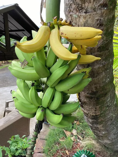 Hilo Bay Oceanfront B&B hotel detail image 6