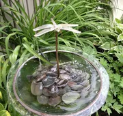 Dragonfly Guest House hotel detail image 3