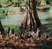The Myrtles Plantation hotel detail image 5