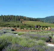 Thorn Hill Vineyard Villas hotel detail image 3