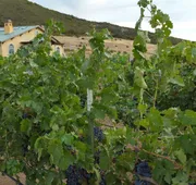 Thorn Hill Vineyard Villas hotel detail image 4