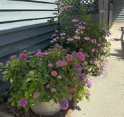 Sand Pebbles Inn hotel detail image 3