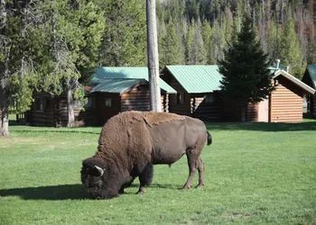 Pahaska Tepee Resort hotel thumbnail 5