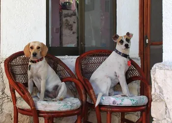Alicia's Bed & Breakfast hotel thumbnail 5
