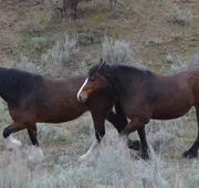 Wildhorse Mountain Guest Ranch hotel detail image 4