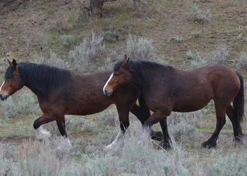 Wildhorse Mountain Guest Ranch hotel thumbnail 4