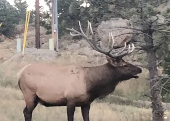 Estes Lake Lodge hotel thumbnail 5
