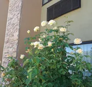 Amerstone Inn & Event Center hotel detail image 4