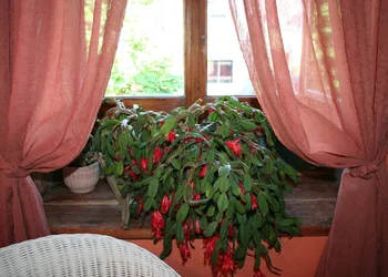 Gîte À l'Augustine hotel thumbnail 7