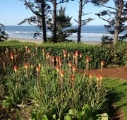 Tyee Lodge Oceanfront B&B hotel detail image 3
