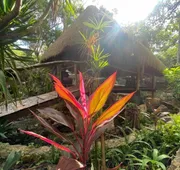 Corazón de Selva hotel detail image 3