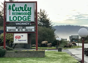 Curly Redwood Lodge hotel thumbnail 6