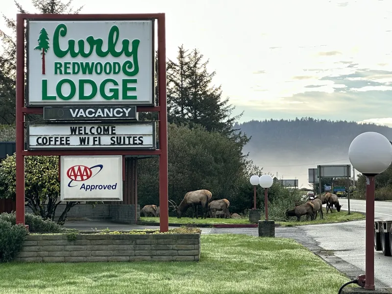 Curly Redwood Lodge hotel detail image 6