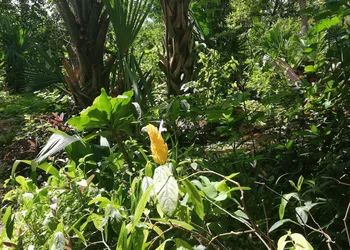Mayan Bungalow Near Chichén Itza hotel thumbnail 4