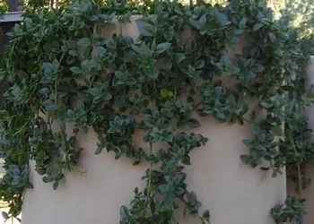 Rincón de María Mazamitla hotel thumbnail 6