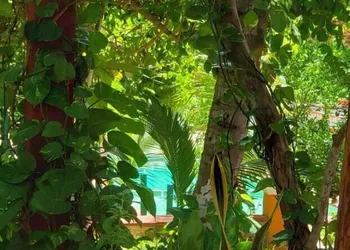 Saak Luúm Ruta Puuc hotel thumbnail 4