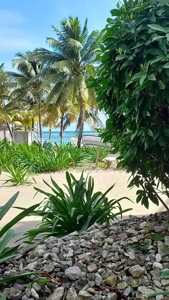 Cabañas Palmeras de Mahahual hotel detail image 6