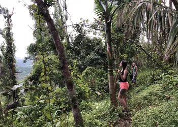 Rainforest Inn hotel thumbnail 3