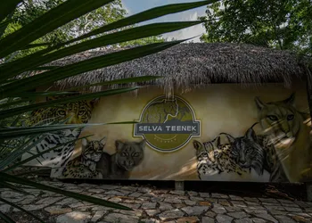 Selva Teenek hotel thumbnail 6
