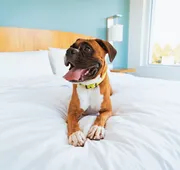 Staybridge Suites Washington DC East - Largo by IHG hotel detail image 7