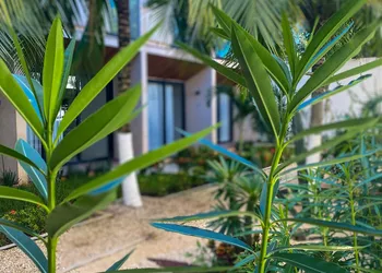 Moonshine Tulum Hotel hotel thumbnail 7