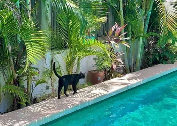 Hotel Jaiba Mahahual hotel thumbnail 4