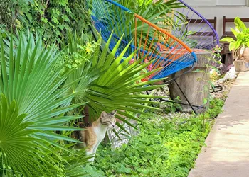 Hotel Jaiba Mahahual hotel thumbnail 6