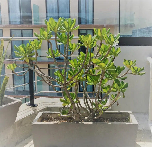 Sole Suites hotel detail image 6
