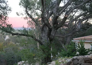 Ojai Retreat & Inn hotel thumbnail 3