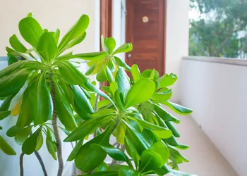 Suites Cielo y Mar hotel thumbnail 8