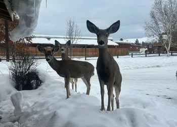 Methow River Lodge & Cabins hotel thumbnail 7