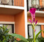 Flamingo Vallarta Hotel & Marina hotel detail image 4