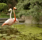 Las Mananitas Hotel Garden Restaurant and Spa hotel detail image 3
