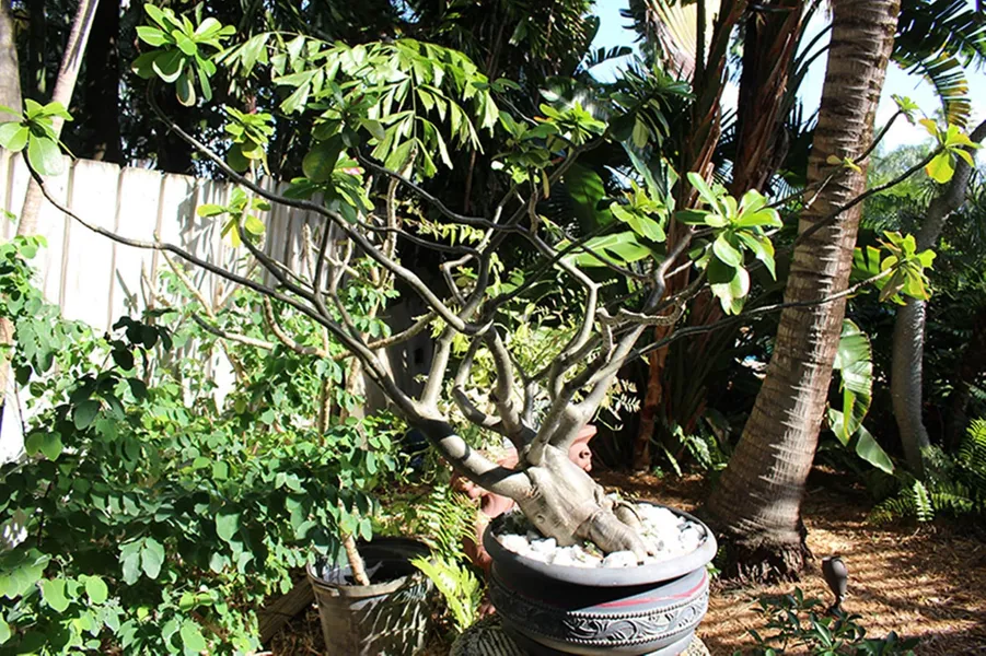 The Cabanas Guesthouse & Spa - Caters to Gay Men hotel detail image 6