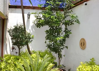Casa Frida Coyoacan hotel thumbnail 6