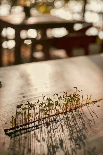 Kapok Bacalar – Plant Based Hotel hotel detail image 2