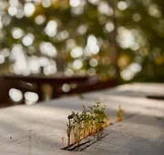 Kapok Bacalar – Plant Based Hotel hotel detail image 3