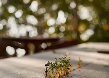 Kapok Bacalar – Plant Based Hotel hotel thumbnail 3